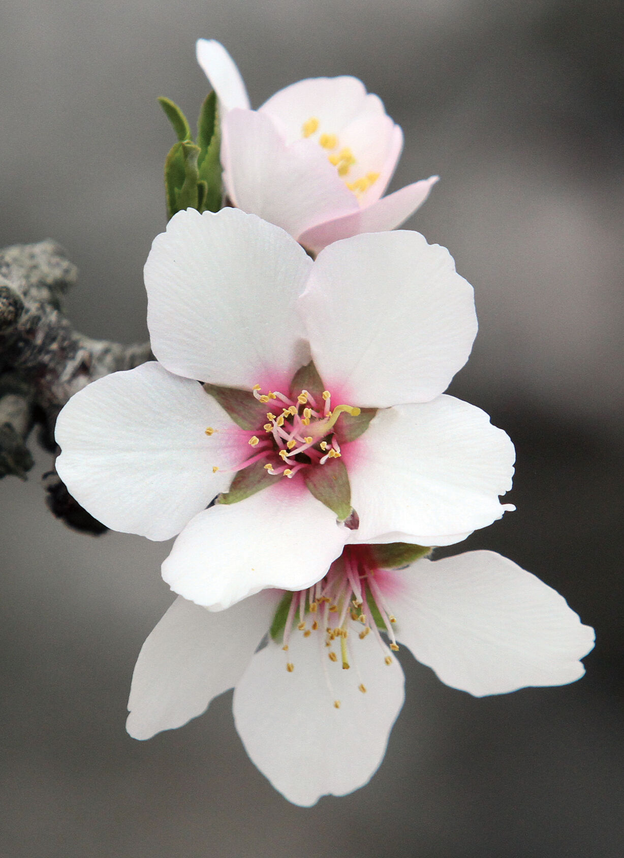 Almond trees in bloom